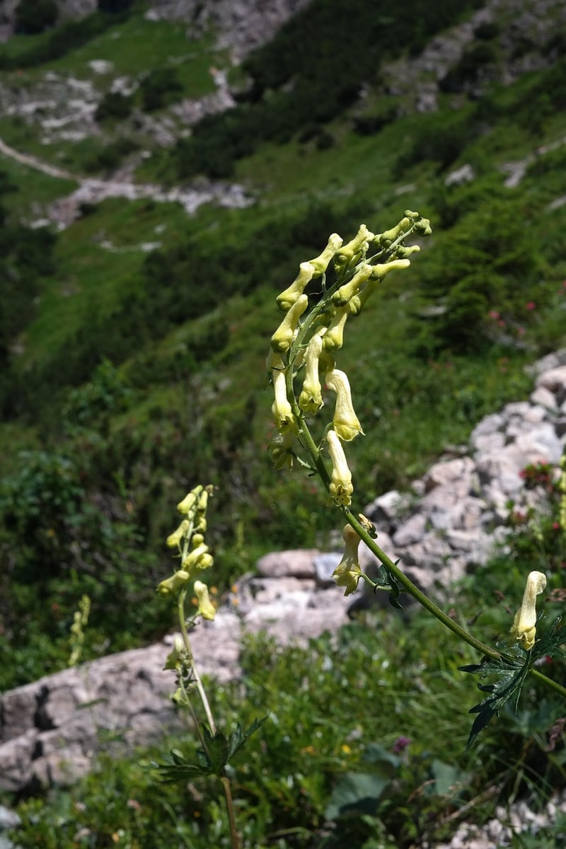 Wolfsbane